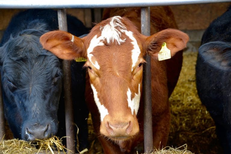 Biosecurity Cattle Housing