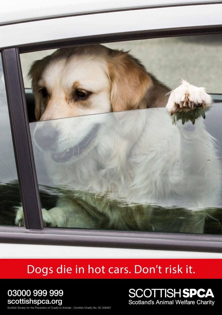 Dogs in Hot Cars