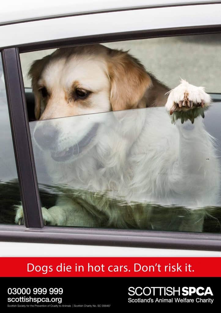 Dogs in Hot Cars
