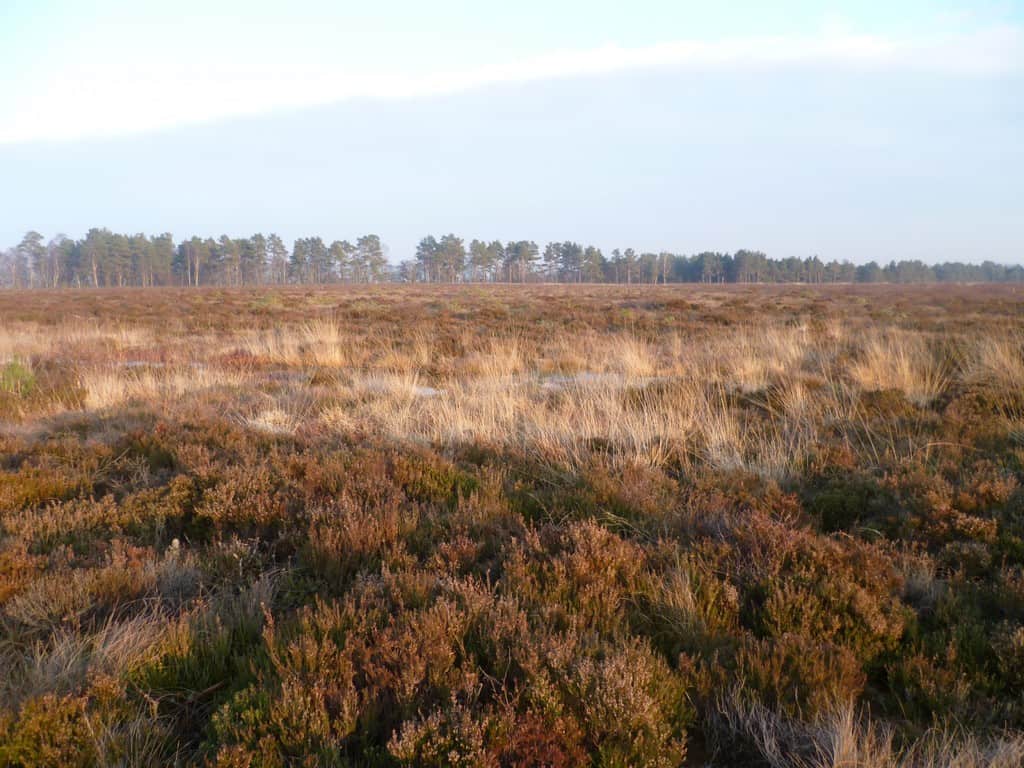 Crichton Carbon Centre Peatland Restoration