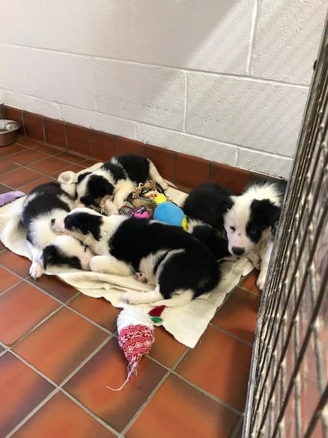 Five Puppies Found Sandhead