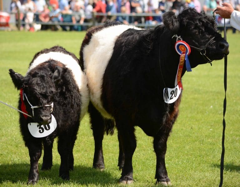 wigtown show 2018