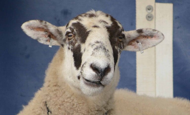 SHEEP DIES AFTER DOG ATTACK - Ecclefechan