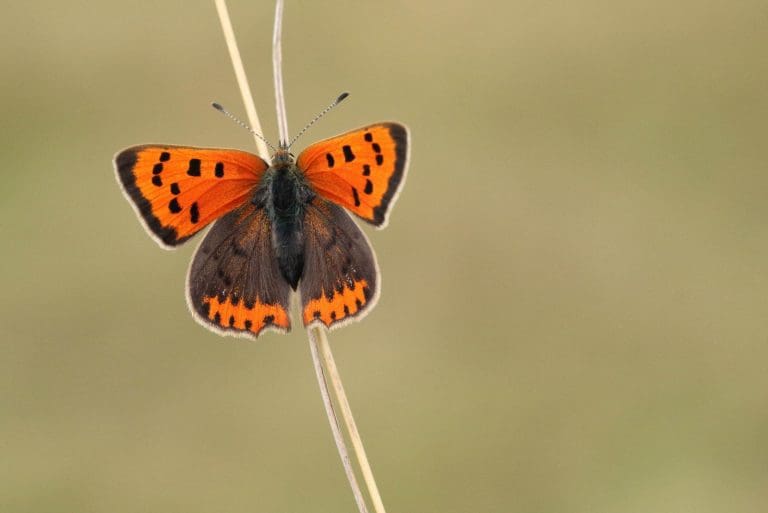 Marching Butterflies