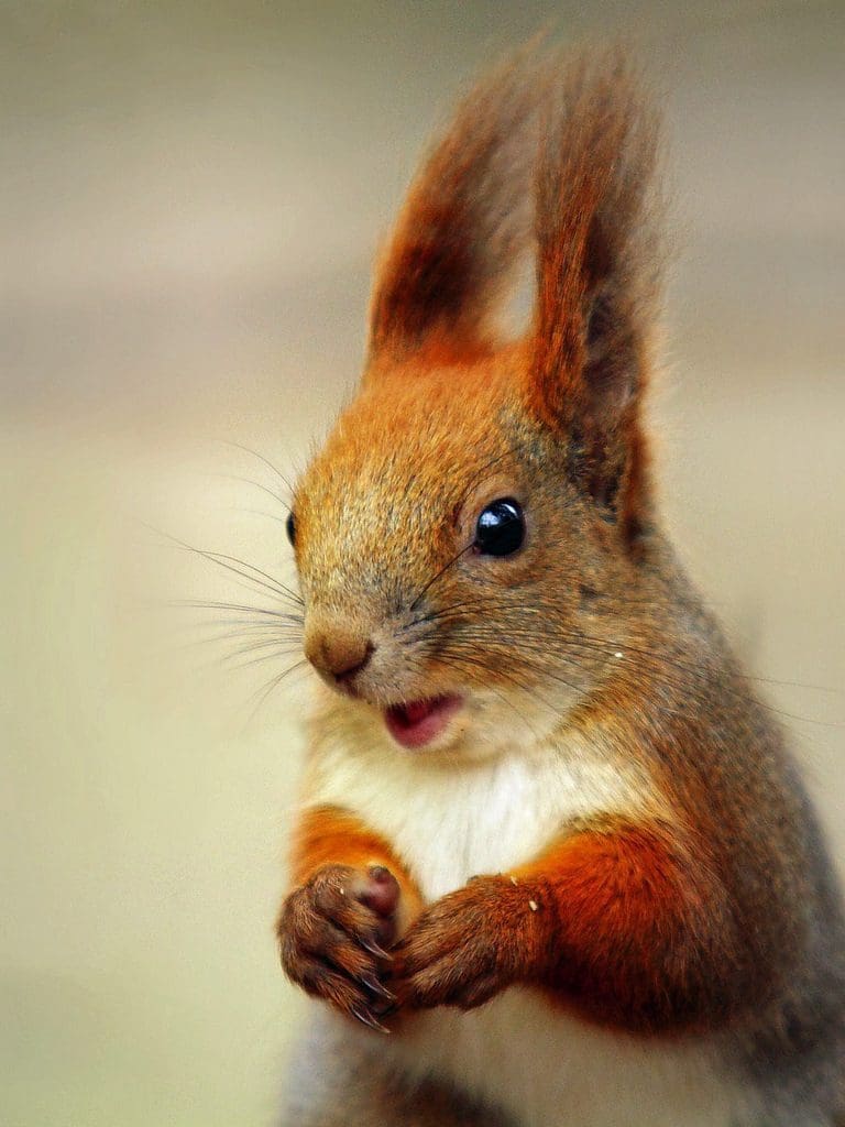 CROSS BORDER THREAT TO REGIONS RED SQUIRREL POPULATION
