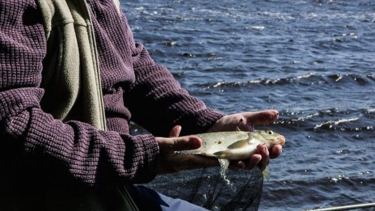 A Study of the fish population in Loch Ken is published