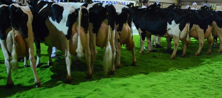 BBC Disclosure Dark Side Dairy