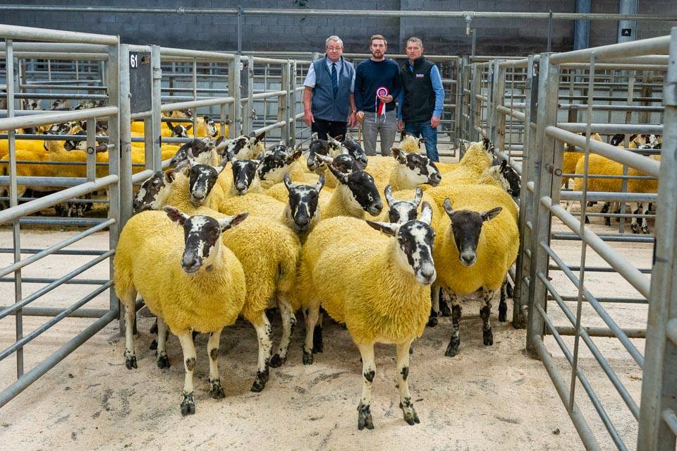 Dumfries Mart Breeding Sheep Sale 2018