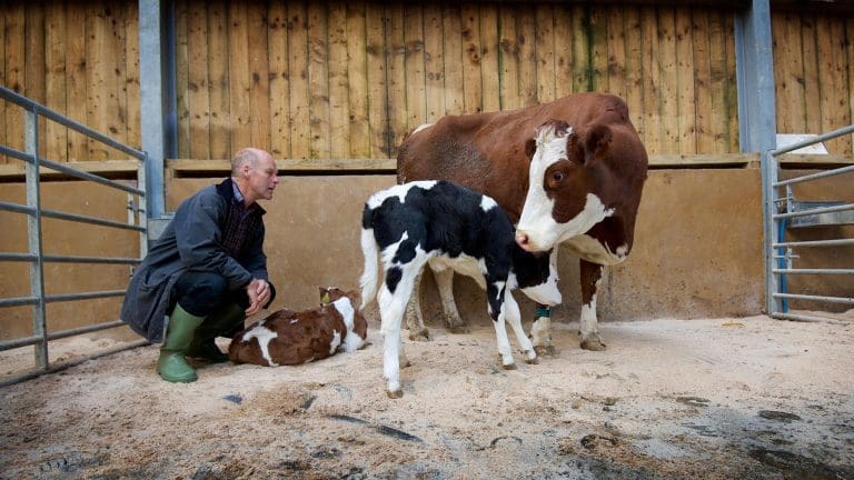 Ethical Dairy Model 