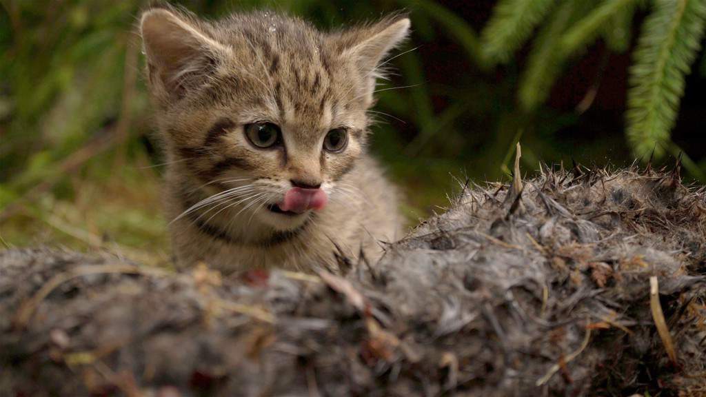 Scottish Wildcat Kittens