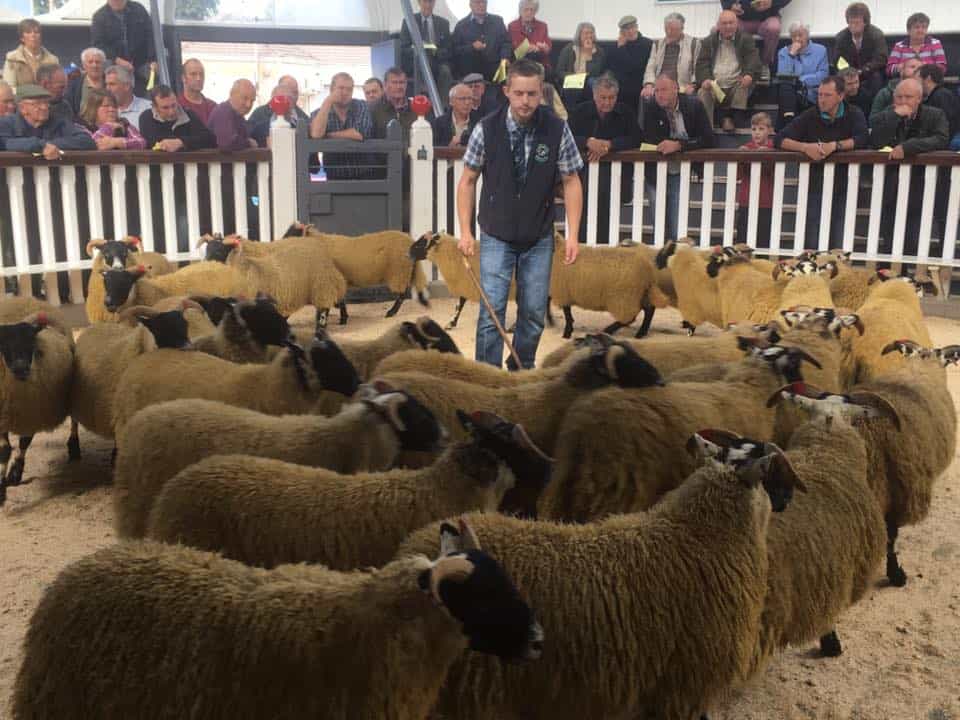 2018 BLACKFACE EWE LAMBS SALE REPORT