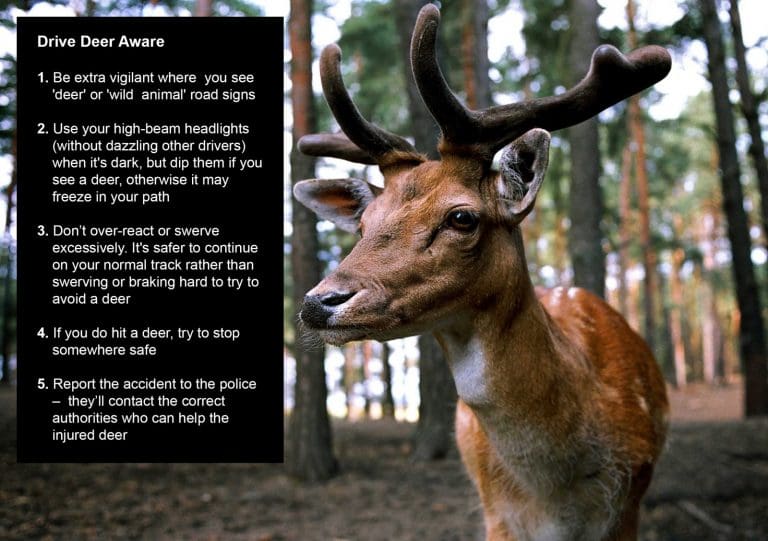 Drive Deer Aware