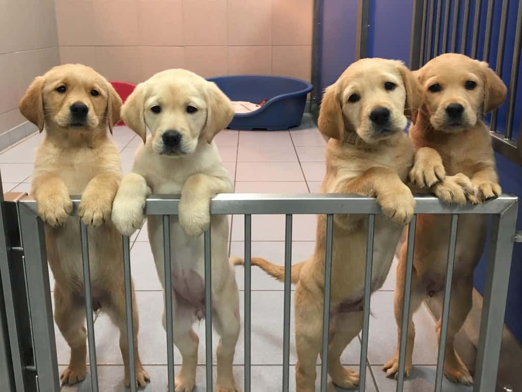 Dumfries and Galloway Homes Needed for Guide Dog Puppies