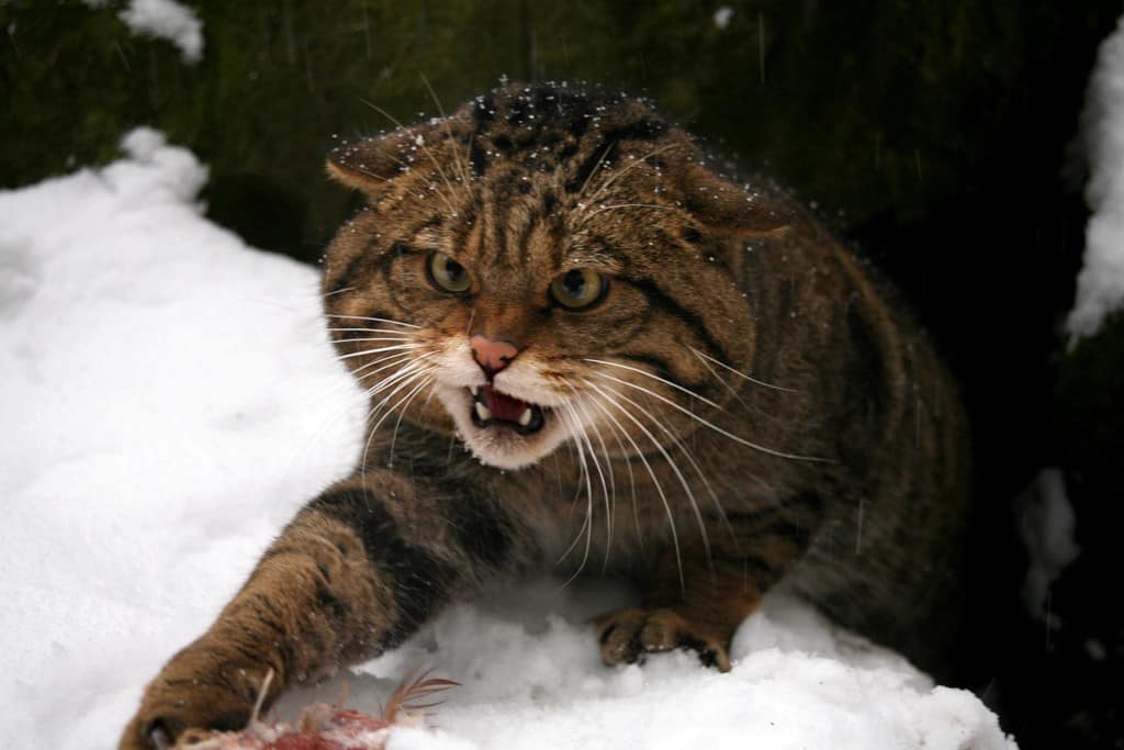 British Wildcat Reintroduced