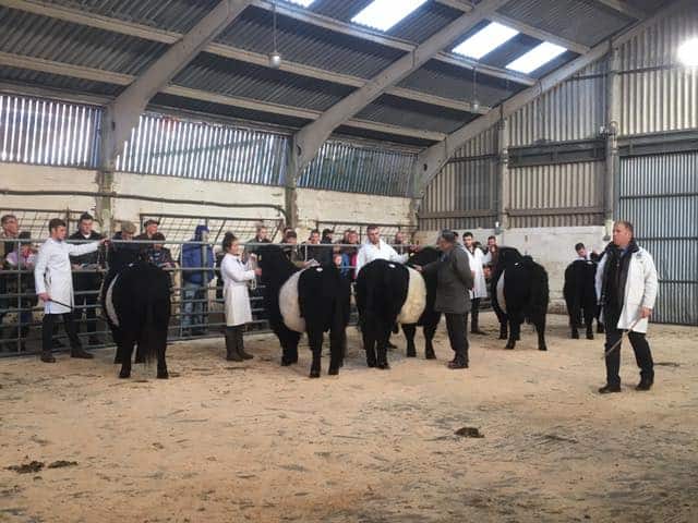 Champion Beltie Bull Makes 6000 gns at Wallets Marts