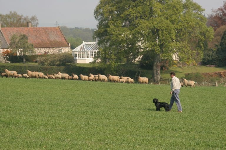 DOG FOULING SURVEY