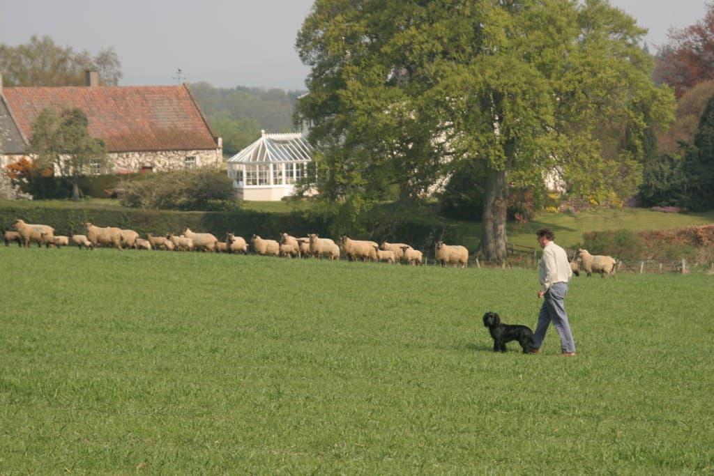 DOG FOULING SURVEY