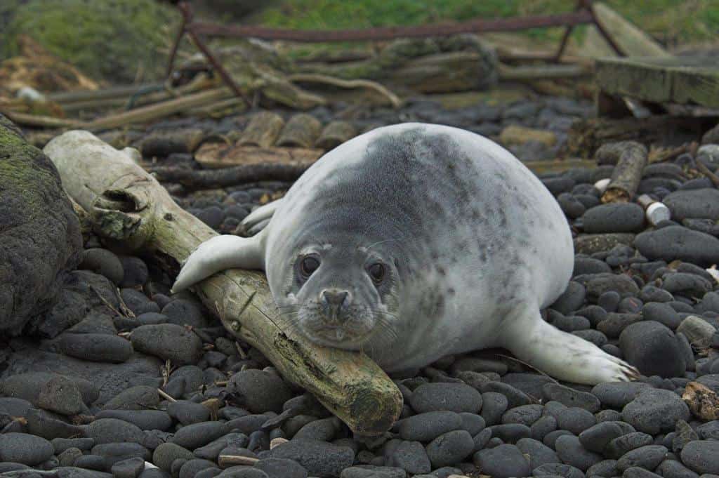 mindful grey seals winter 