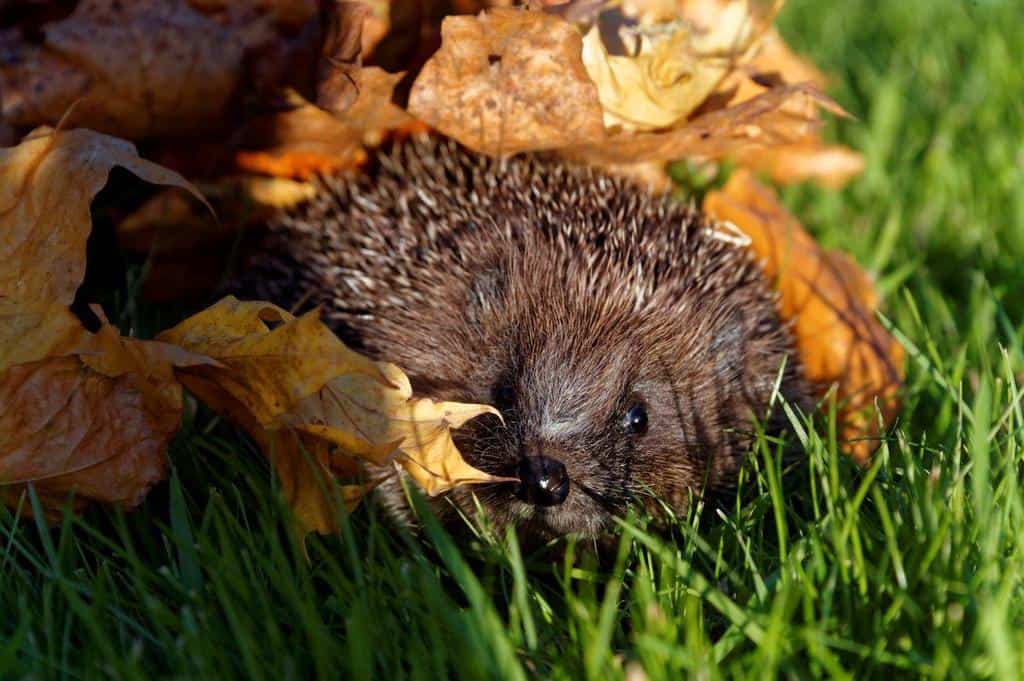 Scotlands hedgehogs help
