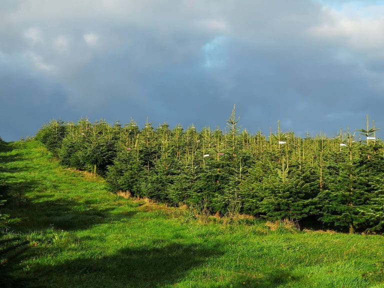 LOCALLY GROWN TREE FROM GLAISTERS FARM