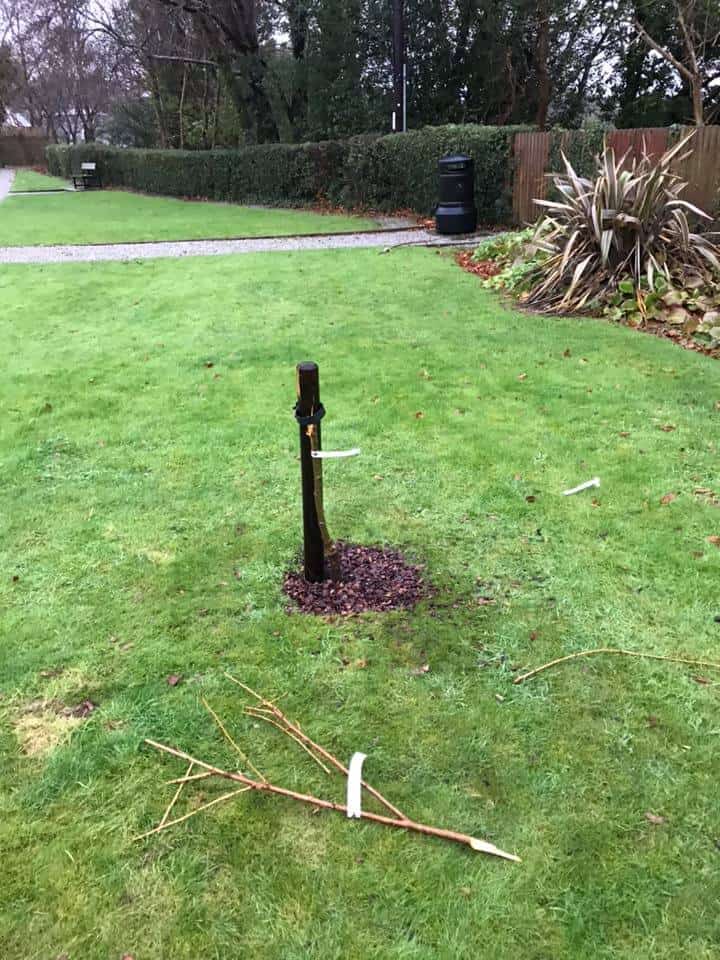 VANDALS DESTROY TREES NEWTOIN STEWART