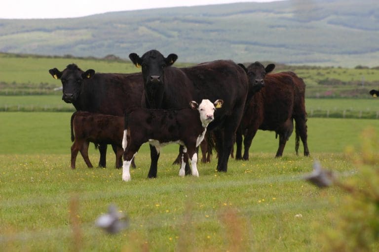 ERRORS FRUSTRATE FARMERS