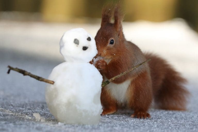 Kirkcudbright's Red Squirrels
