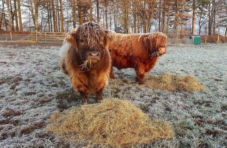 Animal Winter Feed Appeal Launched By Mossburn Community Farm
