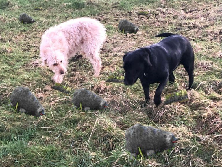 Haggis Worrying An Offence – Dog Owners Warned