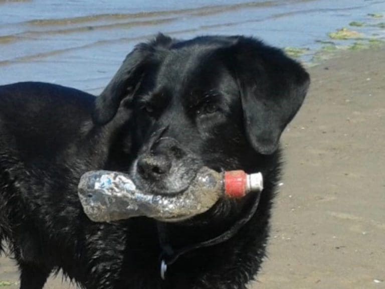 Paws Plastic
