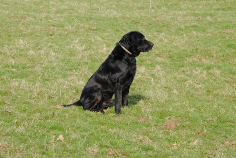 RESPONSIBLE DOG OWNERSHIP CAMPAIGN LAUNCHES
