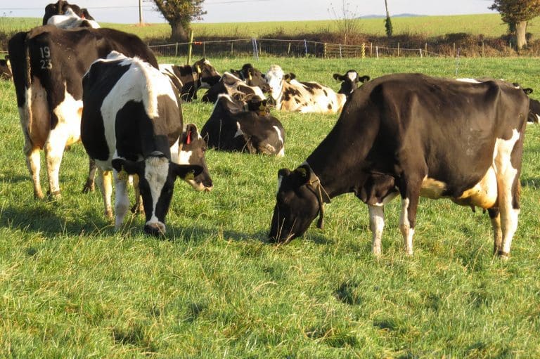 farmland wildlife