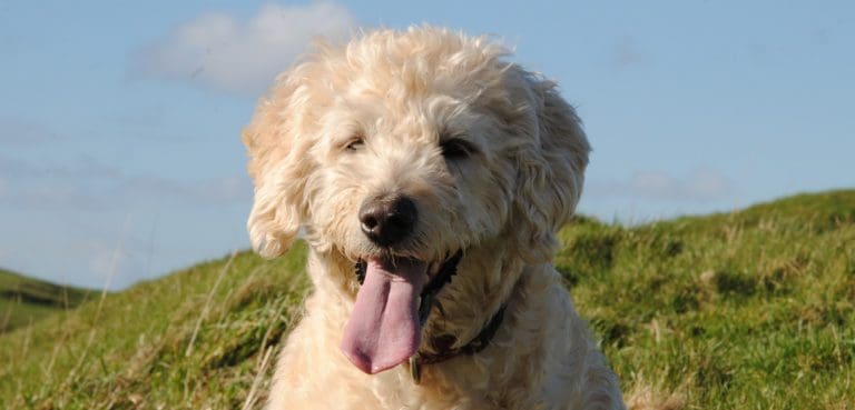 Be A Responsible Dog Owner This Spring