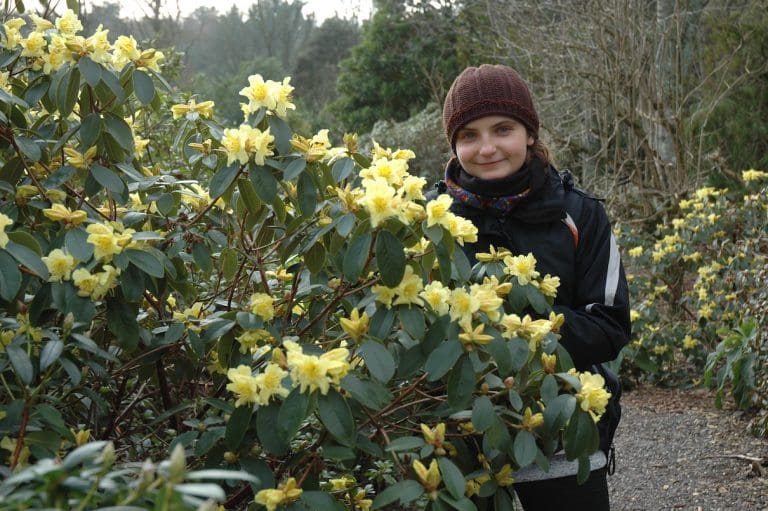 Rhododendrons bloom early in Dumfries & Galloway