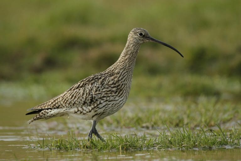 Local Orchestra to Help Nature Sing