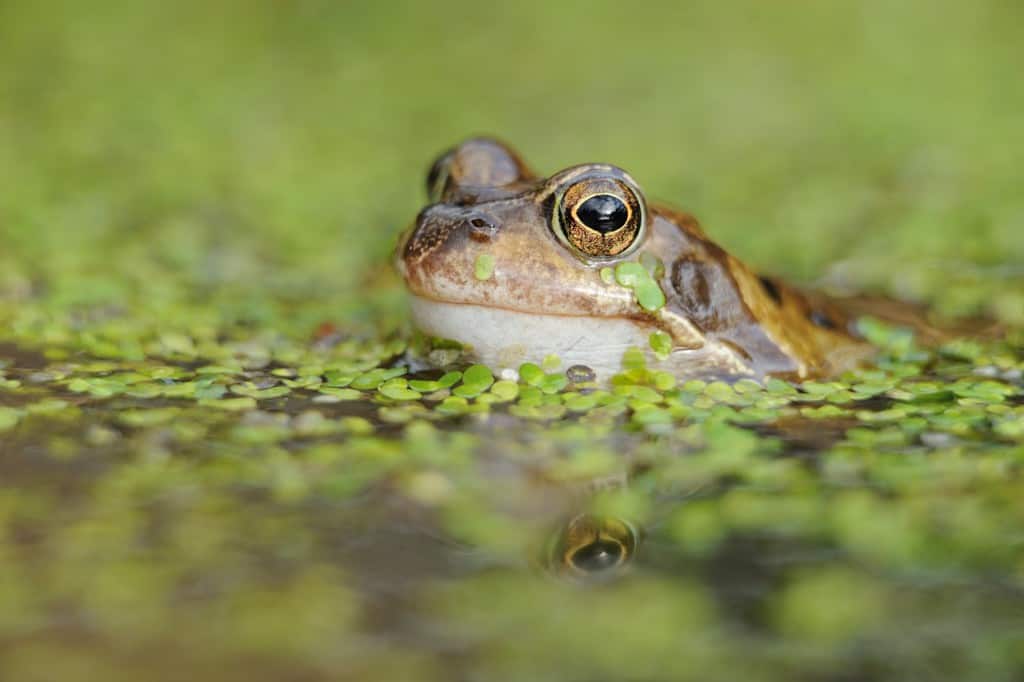 Tadpoles