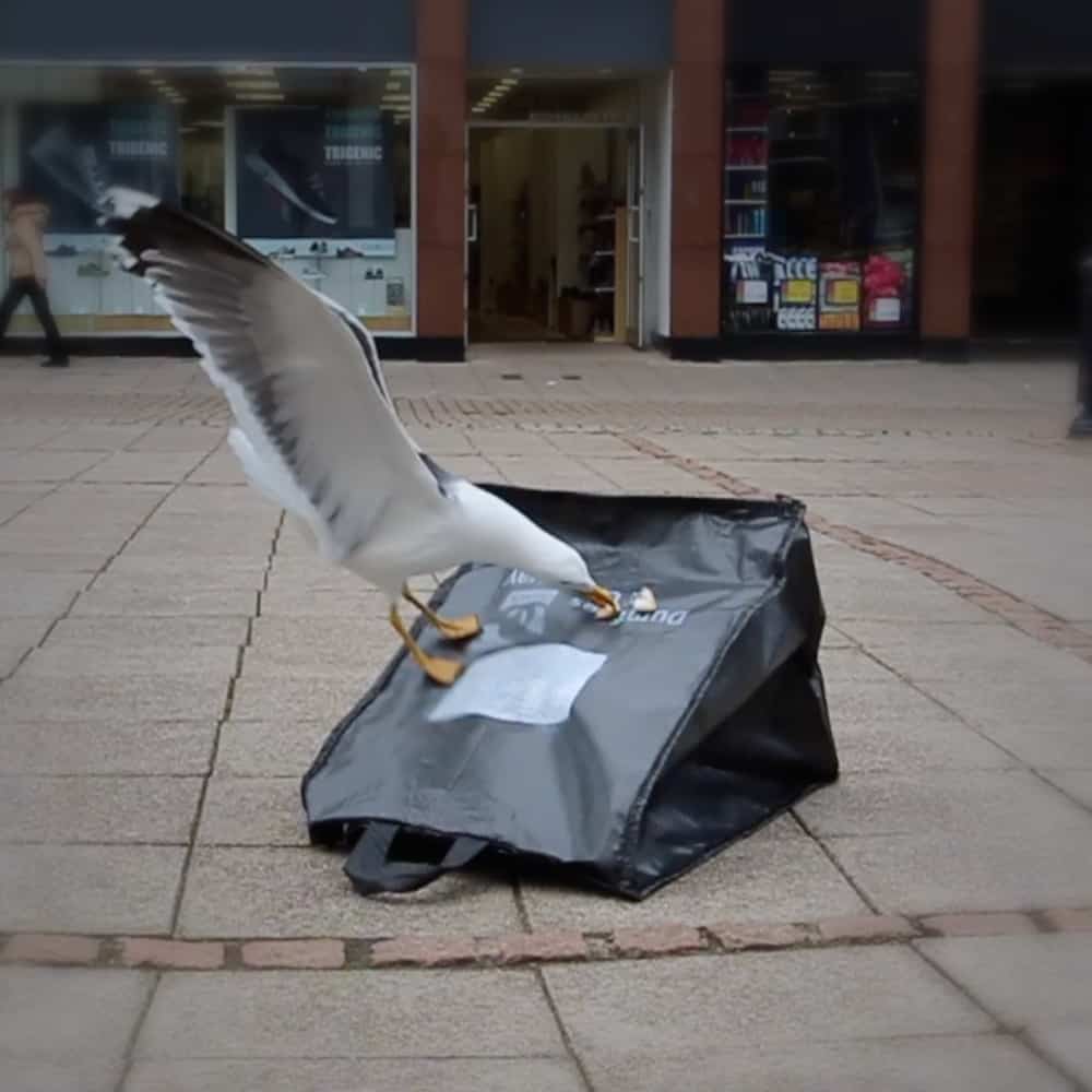 Gull-proof Waste Bags