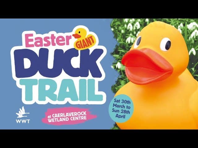 This Easter, Go Quackers at WWT Caerlaverock
