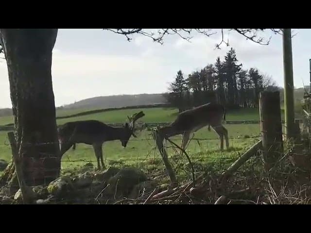 Two Fallow Deer Rescued From Electric Fence Tangle By Scottish SPCA