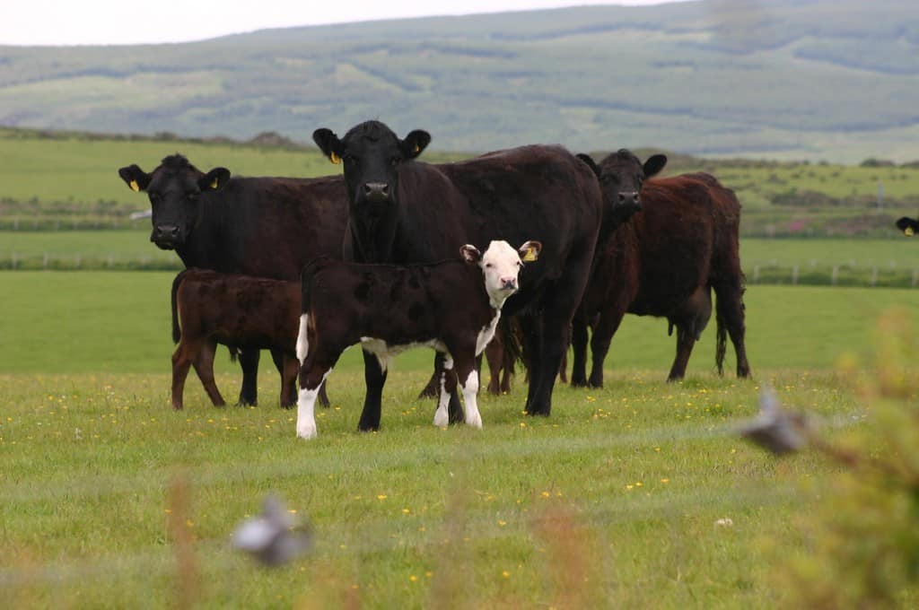 Scottish Suckler Beef Support Scheme Payments