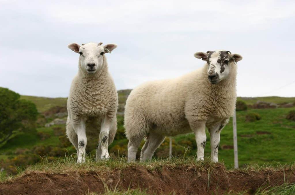 SHEEP AGEING RULES