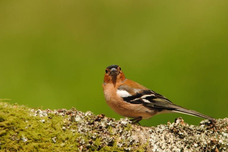 RSPB Big Garden Birdwatch results show mixed picture for garden birds