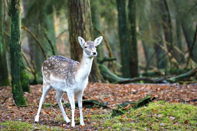 Drive Deer Aware