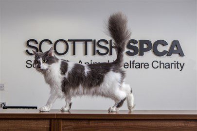 Scottish SPCA’s services