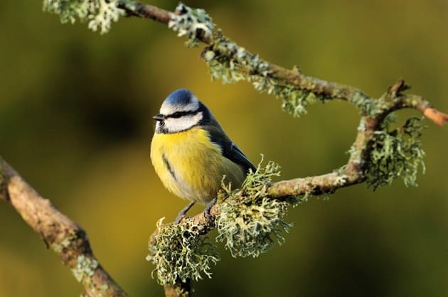 SNH blue tits spring