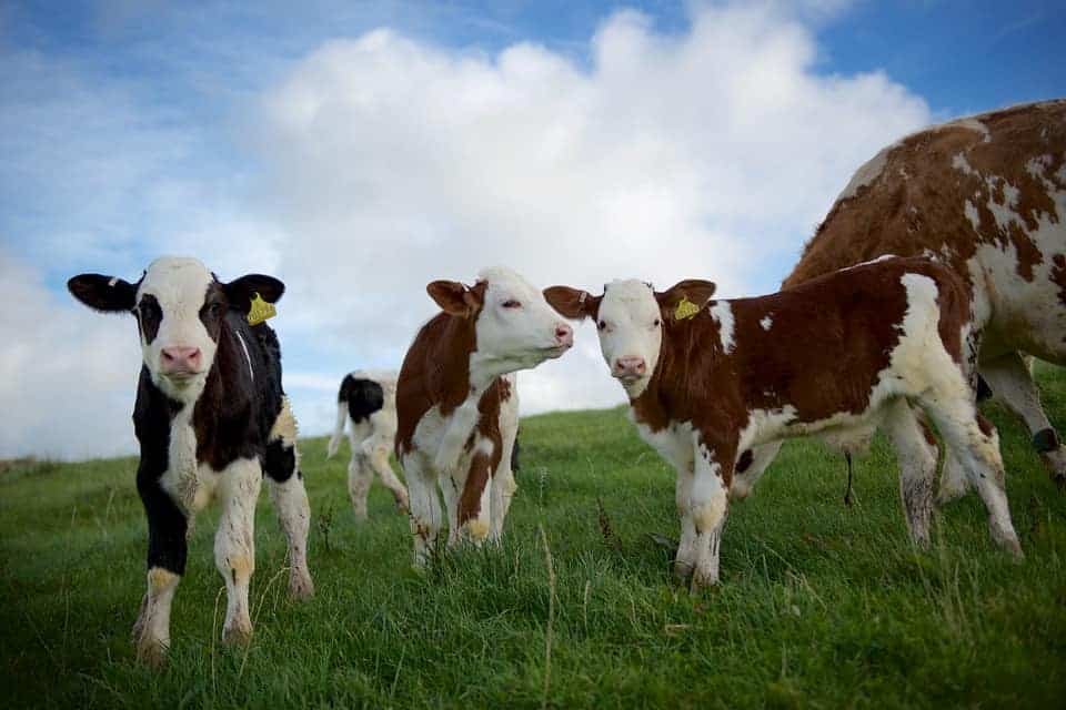 cows calves grass