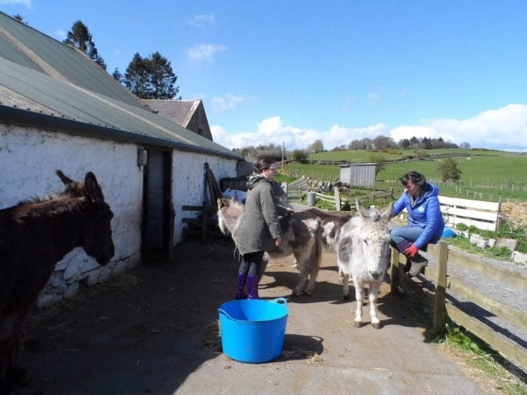 Donkeys