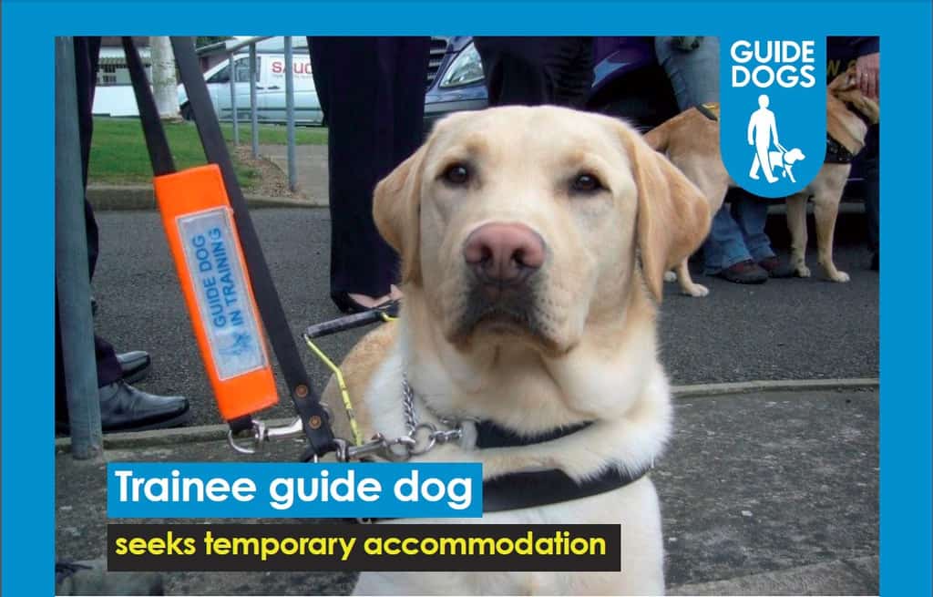 Charity Guide Dogs seeks Kirkcudbright locals