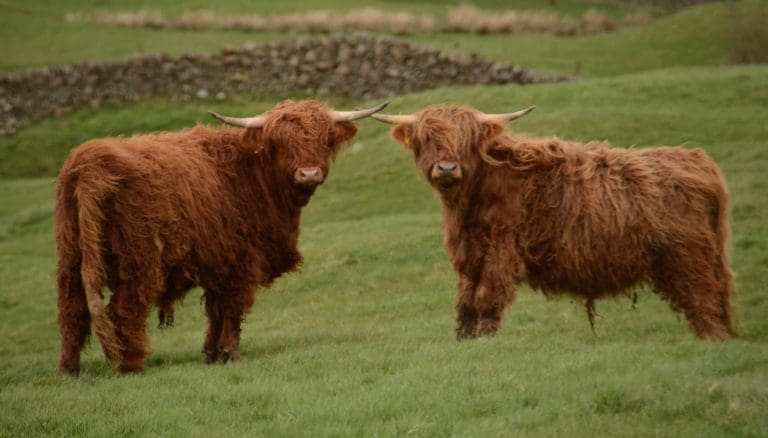 PREVENT BLUETONGUE SPREADING TO UK