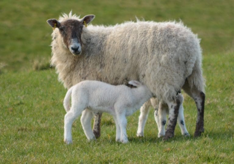 DOG ATTACK SHEEP CUMMERTREES